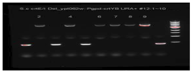 SDS-PAGE를 통한 crtYB 유전자 삽입 확인