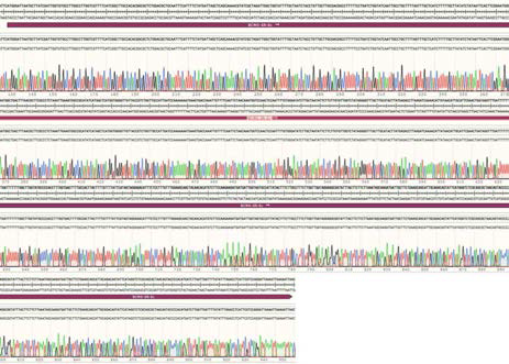 pUC57-3myc URA-PGPD-BCMO-SR 벡터의 sequencing 확인