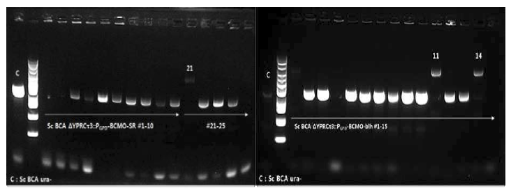 SDS-PAGE를 통한 BCMO-SR 및 BCMO-blh 유전자 삽입 확인