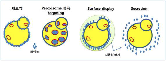 레티놀 생산용 peroxisome targeting, surface display 및 secretion 방법