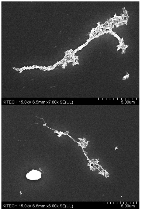 ρ-xylene에 용해된 PP/SWNT 시제품의 SWNT SEM 사진