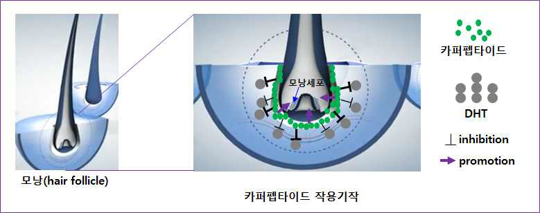 카퍼펩타이드의 모낭세포 성장 확대 작용기작