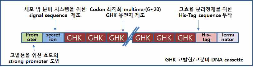 카퍼펩타이드(GHK) 고발현/고분비 DNA cassette 설계