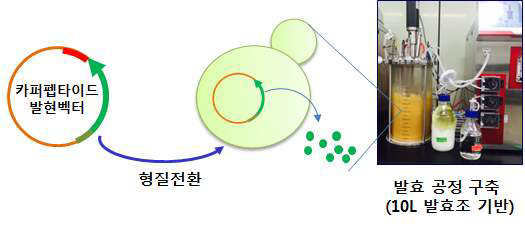 카퍼펩타이드(GHK) 생산 균주 제조 및 발효 공정 구축