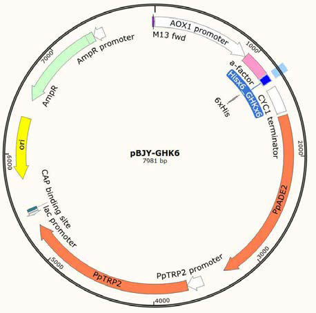 제조한 GHK 발현 벡터(pBJY-GHK6) map