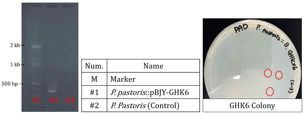 GHK 생산 벡터 삽입 PCR 결과 확인 및 GHK 생산용 효모 균주 colony