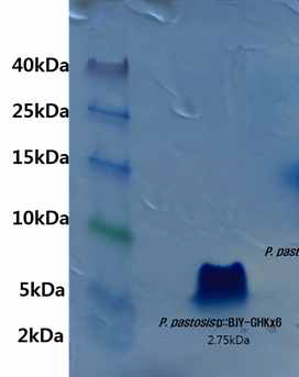 SDS-PAGE에서 확인한 GHK 밴드