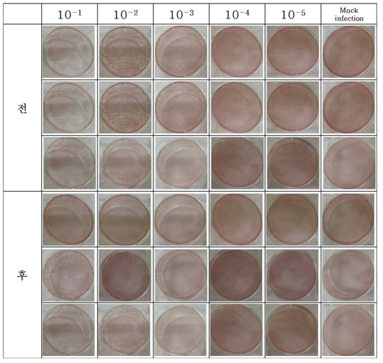 MNV-1의 plaque assay 결과