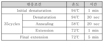 PCR 조건