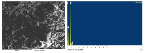이온화 키토산 비드의 SEM사진 및 EDX결과