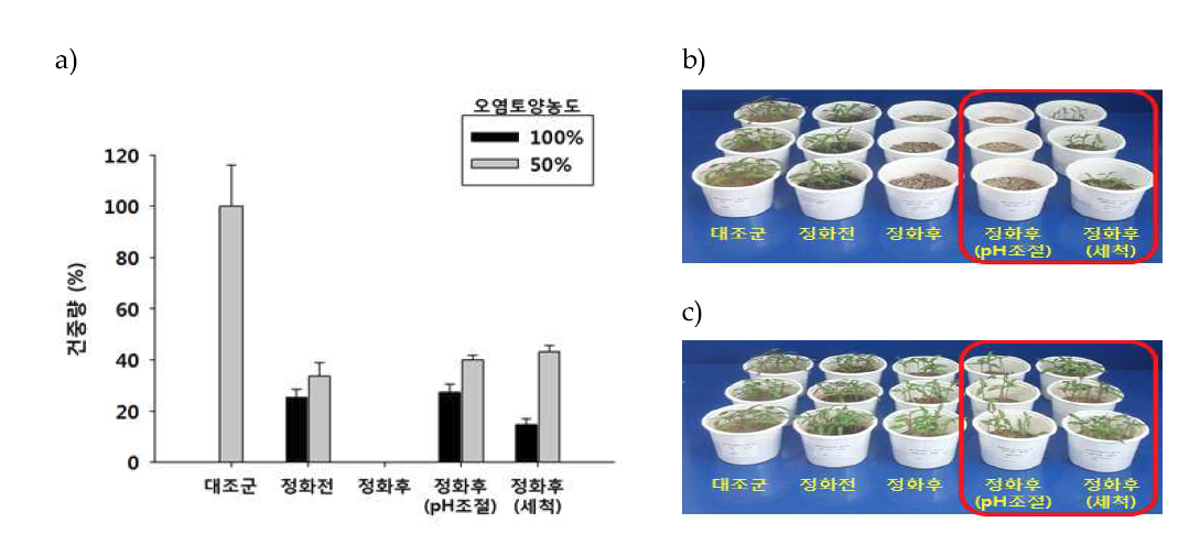 3세부 1차 식물 생태독성평가 결과 a) 건중량 결과, b) 100% 오염토양 식물 실험 사진, c) 50% 오염토양 식물 실험 사진