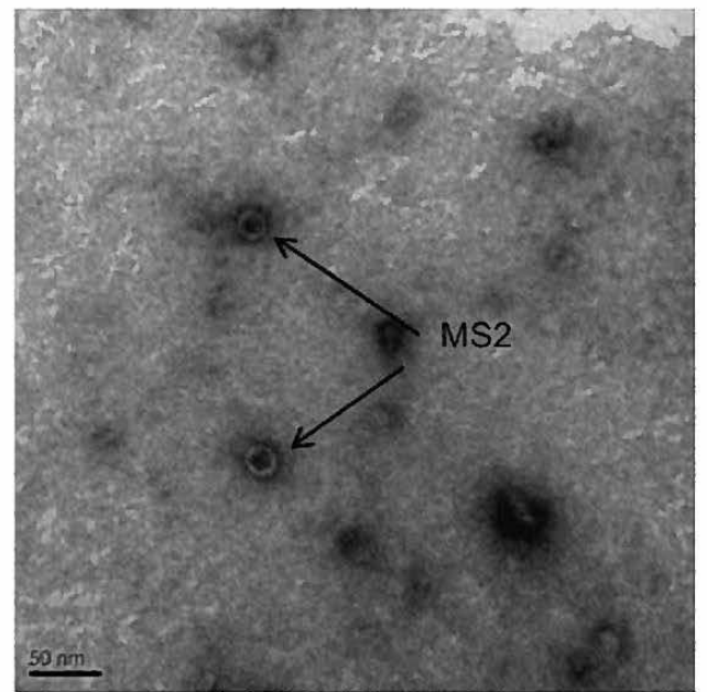 MS2의 Transmission electron microscope(TEM) 이미지 (bar=50nm)