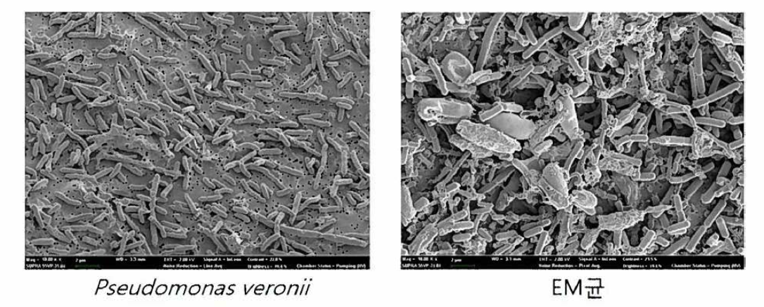 접종 미생물 SEM이미지