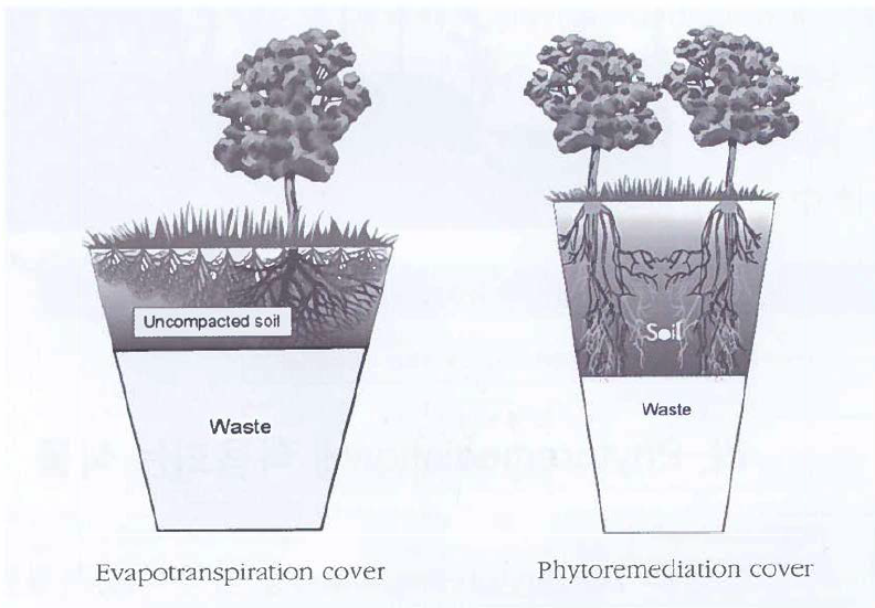 목본식물을 이용한 phytoremediation