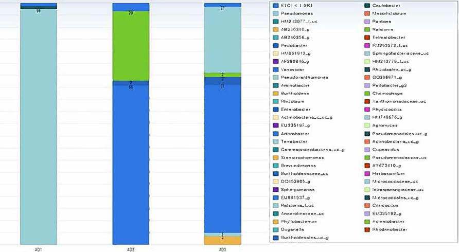 안동(AD)토양 내 세균 속(genus)분포