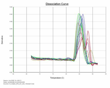 Real time PCR을 통해 증폭된 PCR product의 melting curve.