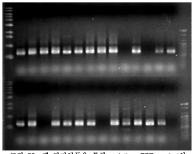 젤 전기영동을 통한 real time PCR product의 단일 밴드 확인.