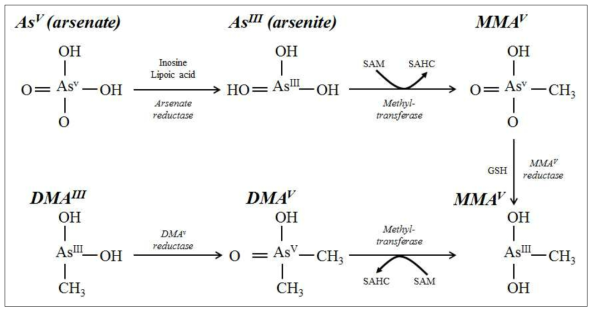 Biotransformation of inorganic arsenic in mammalian systems