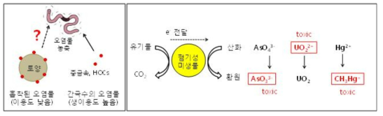 오염물의 생물이용성 및 혐기성 환경에서 As, U, Hg의 화학종변화 예