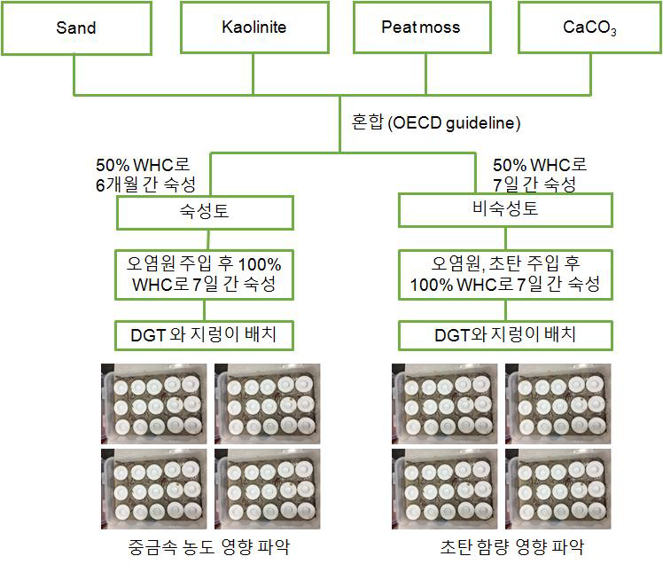 인공토양을 이용한 DGT와 지렁이의 중금속 노출실험 과정