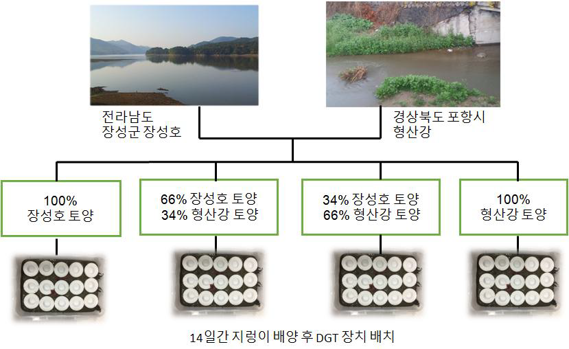 자연토양을 이용한 DGT와 지렁이의 중금속 노출실험 과정