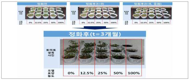 정화 후(3개월) 토양 토마토 생육 비교 사진
