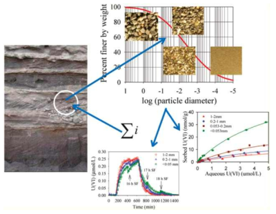 The contribution of variable grain sizes to uranium adsorption/desorption.