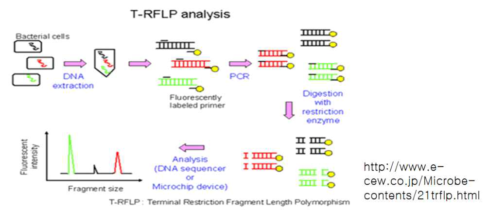 Schematics of T-RFLP principles