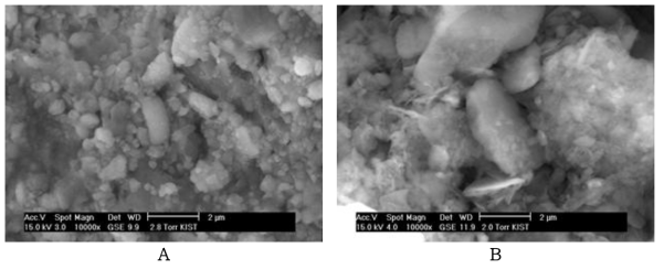 SEM micrographs of SCH(A) and SCL(B)