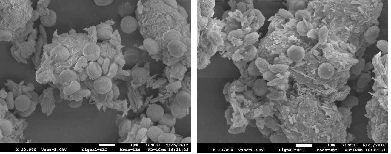 PZ를 첨가제로 사용한 경우 생성된 금속탄산염의 SEM image