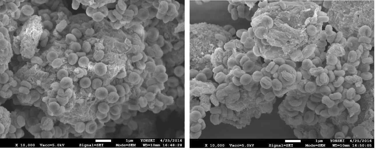 GABA를 첨가제로 사용한 경우 생성된 금속탄산염의 SEM image