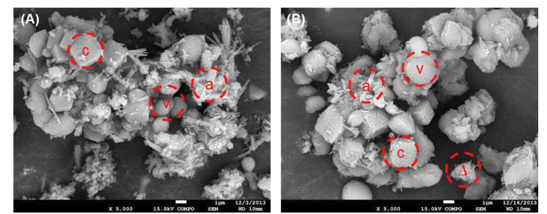 5wt% MEA와 Ca(OH)2에 의한 생성물의 SEM 이미지