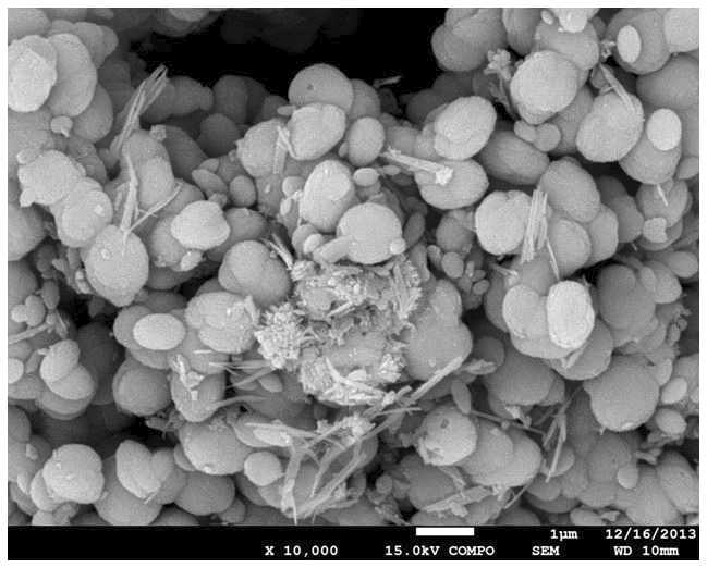 30 wt% MEA로부터 생성된 침전물의 SEM image.