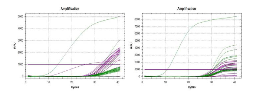A-(202) type(좌)과 A-(376) type(우)의 real time-PCR 결과