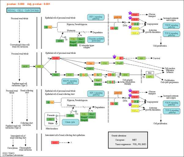 KEGG pathway 분석: microRNAs in cancer (녹색 –1.98; 적색 2.2)