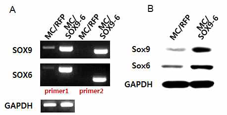 MC/SOX9-6 벡터 이입 지방줄기 세포에서 SOX9과 SOX6 유전자의 과발현 확인