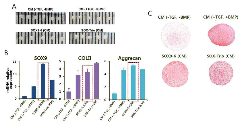 SOX-trio와 SOX9-6 이입 지방줄기세포의 연골분화 효율 비교.