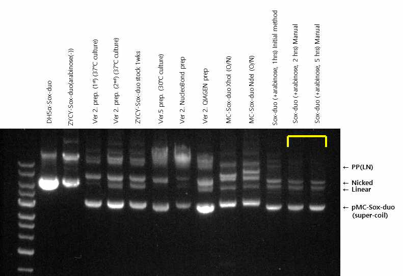 pMC/SOX9-6 유전자 대량생산 조건 확립