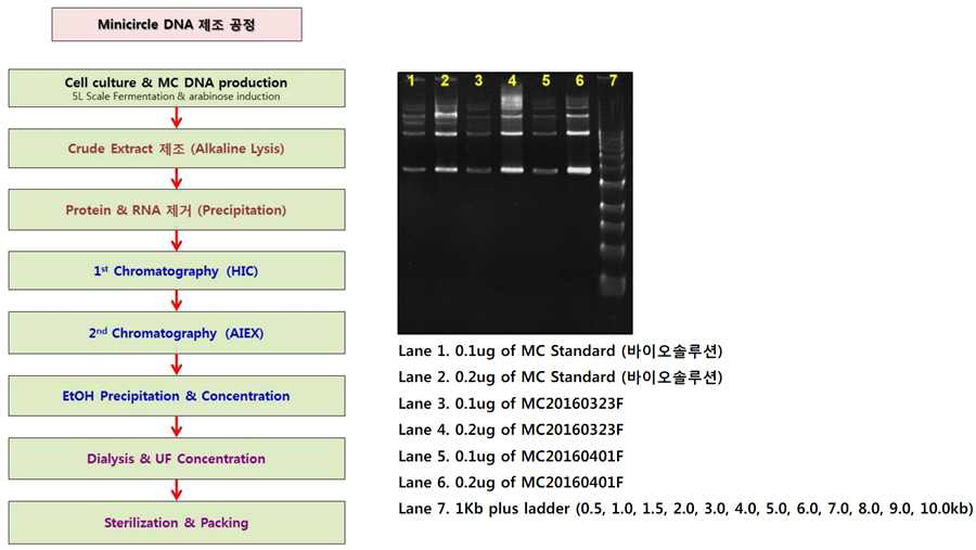 pMC/SOX9-6 유전자 대량생산 공정 및 결과