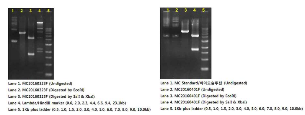 pMC/SOX9-6 유전자 대량생산 제한효소 처리 결과