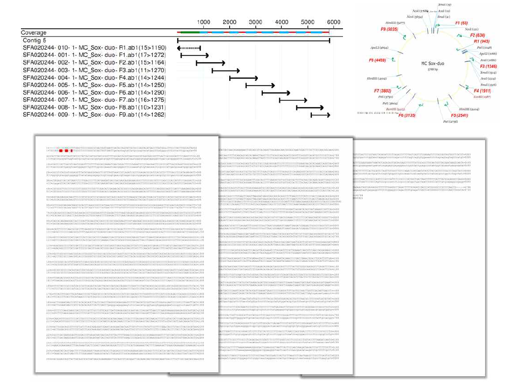 pMC/SOX9-6 유전자 염기서열 분석