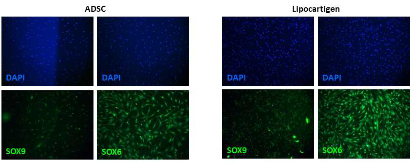 그림 1. 지방줄기세포 및 리포카티젠의 SOX9, SOX6 면역형광염색