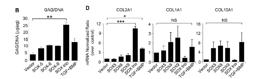 SOX9, SOX6, SOX5 각각 도입된 지방줄기세포와 함께 도입된 지방줄기세포의 GAG 및 collagen 발현