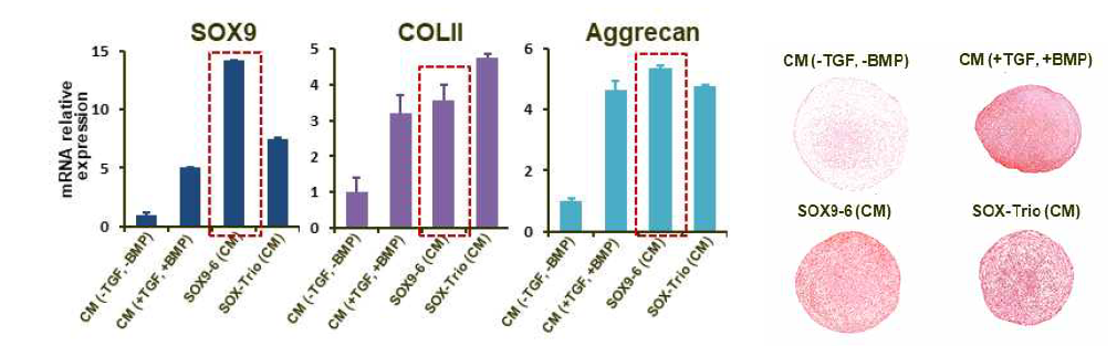 SOX9-6 도입 지방줄기세포와 SOX9-6-5 도입 지방줄기세포의 연골형성 유효성 평가