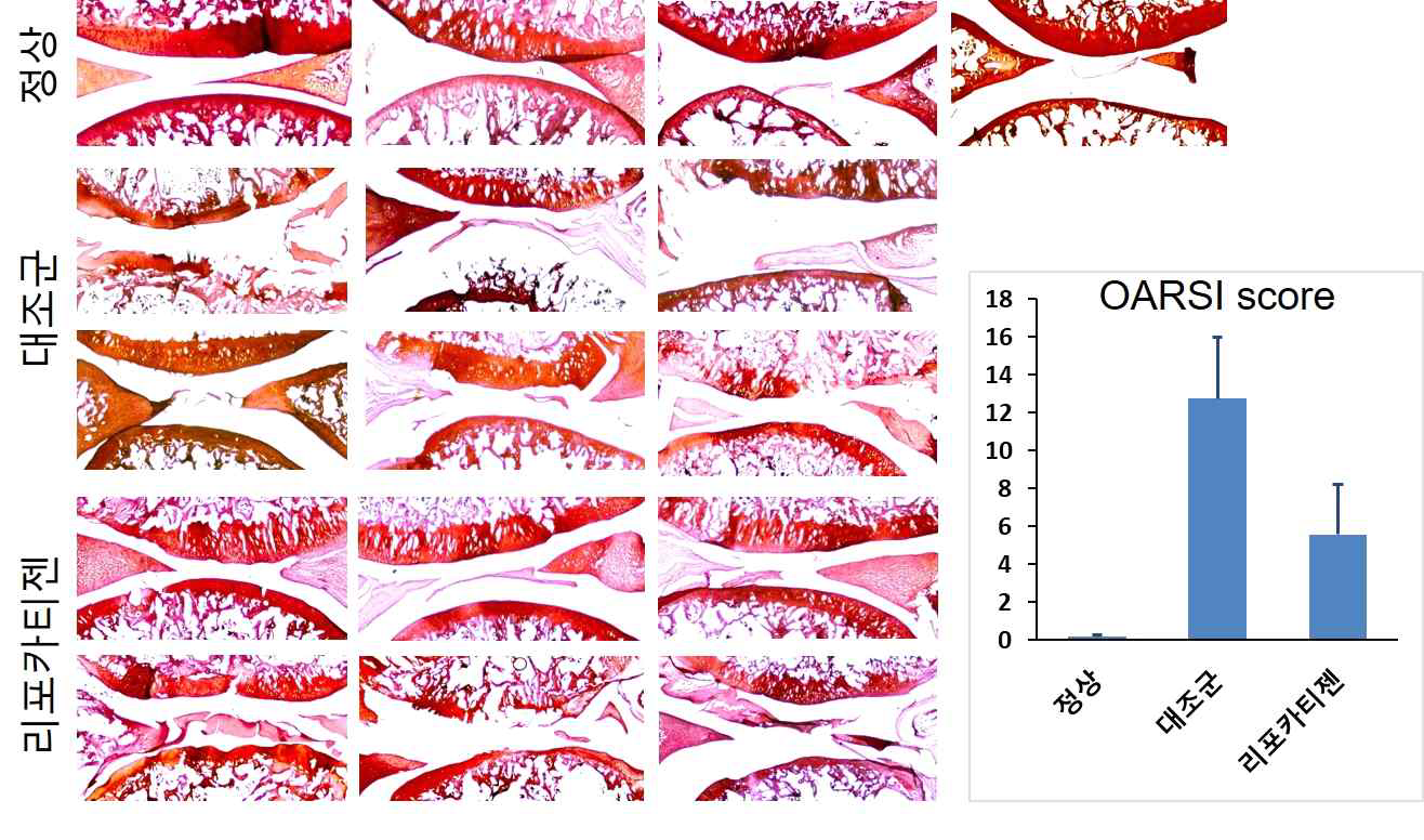 SD rat 골관절염 동물 모델에서 SOX9-6 이입 지방줄기세포의 유효성 평가 중 safranin-O 염색 사진 및 OARSI score