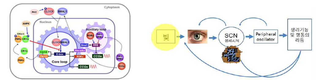 생체시계 유전자의 작동과 빛에 의한 생체시계의 작동을 보여주는 그림. 아침에 빛에 노출될 때 생체시계가 24시간주 기에 동기화(entrain) 된다.