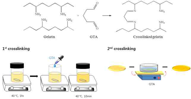 젤라틴과 GTA와의 가교 과정 모식도 및 화학적 물리적 가교 방법 개발