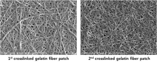 젤라틴 파이버 패치의 SEM 이미지