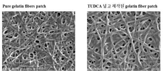 TUDCA가 넣고 제작된 젤라틴 파이버 패치와 일반 젤라틴 파이버 패치의 형태학적 비교