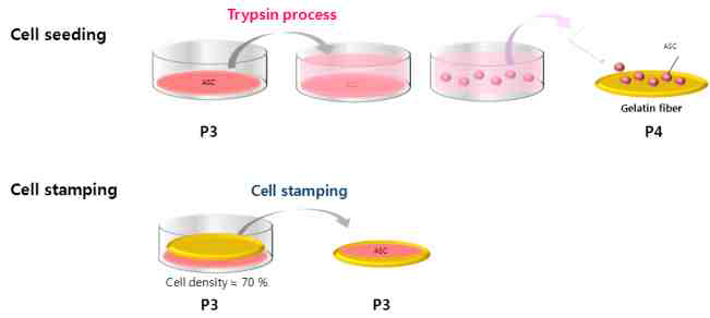트립신-프리 셀 스탬프 시스템 과 기존 세포이식 방법과의 차이